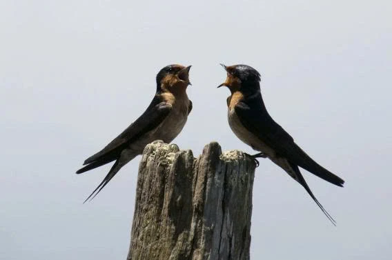 Two birds calling to each other on a wooden post