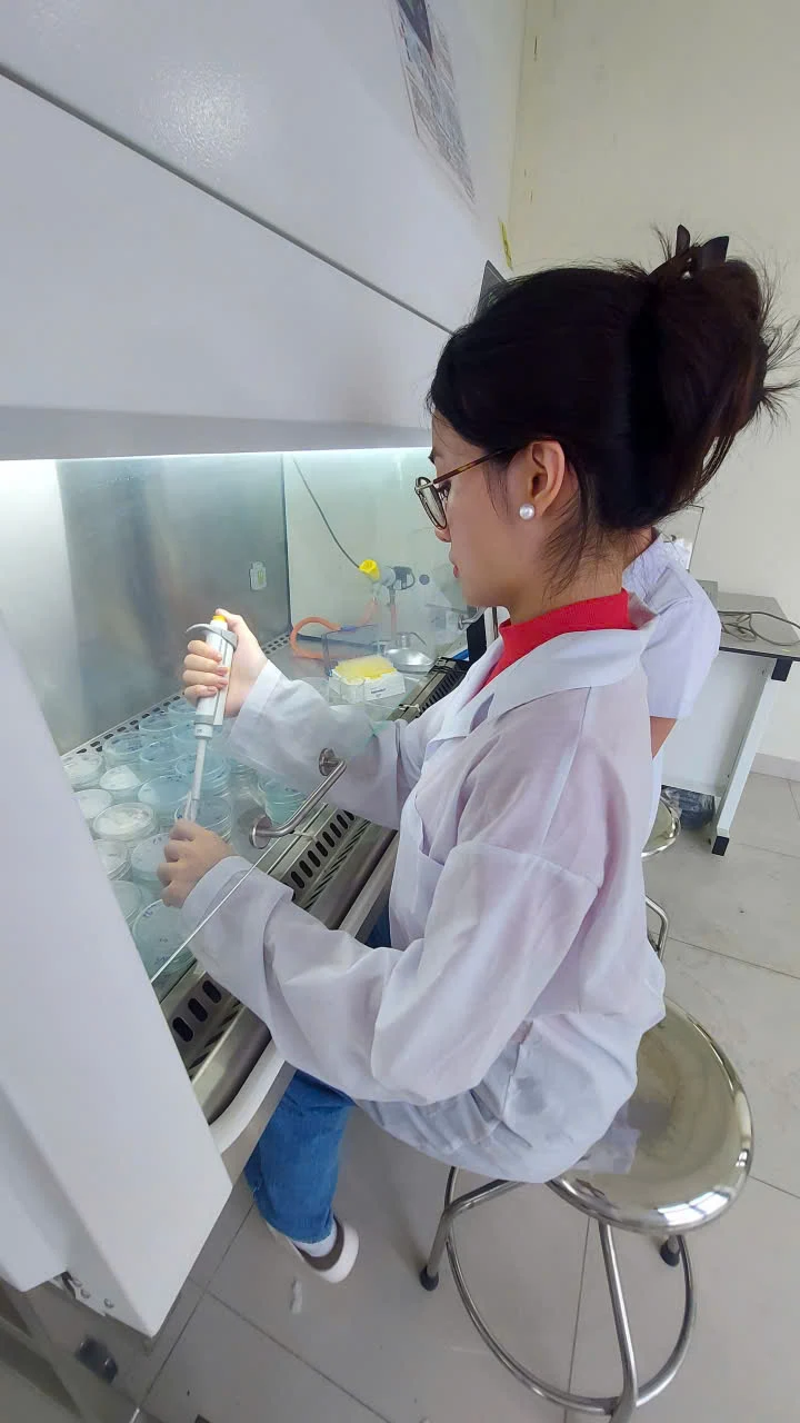 Predictive Modelling and Experimental Validation of Bacterial Cellulose Production in SCOBY Cultures under Variable Sucrose Concentrations and Culture Surface Areas image 4