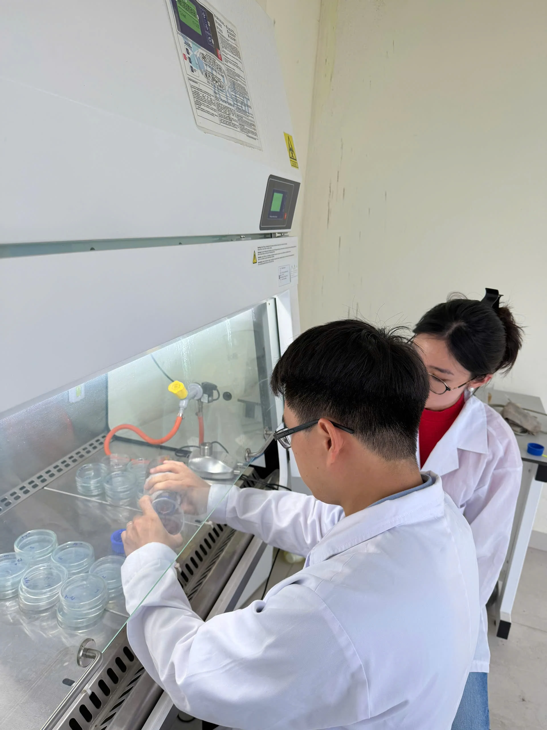 Predictive Modelling and Experimental Validation of Bacterial Cellulose Production in SCOBY Cultures under Variable Sucrose Concentrations and Culture Surface Areas image 7